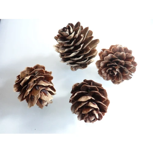 Коледни шишарки