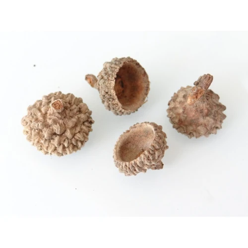 Фигурки капачета за жълъди