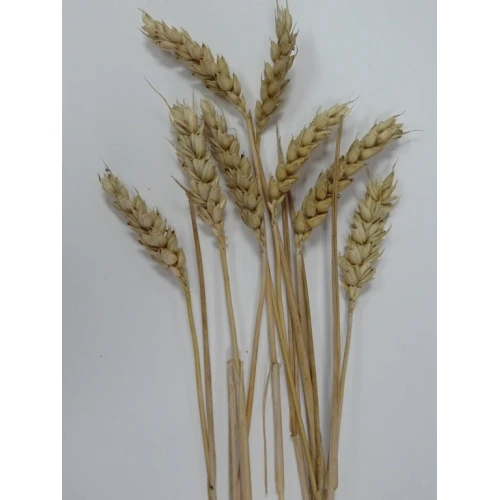 Други житни класове